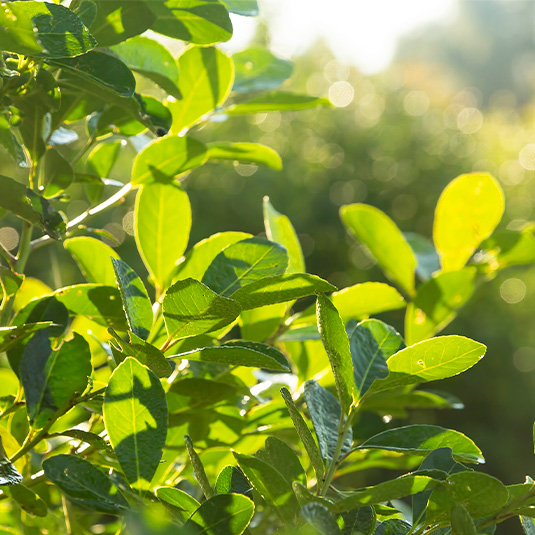 Tea leaves