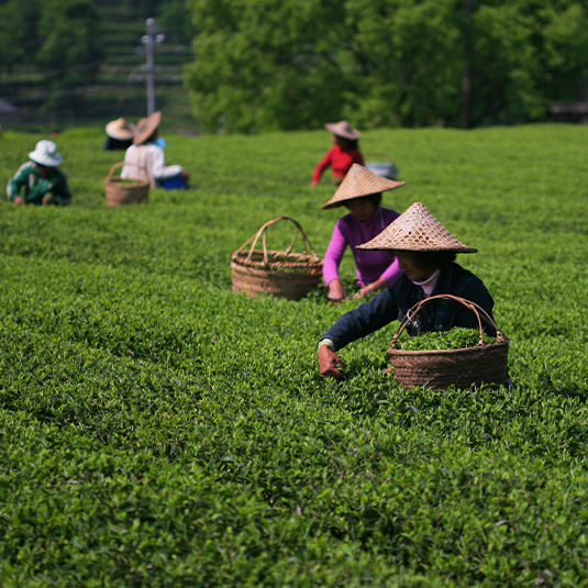 harvest in china