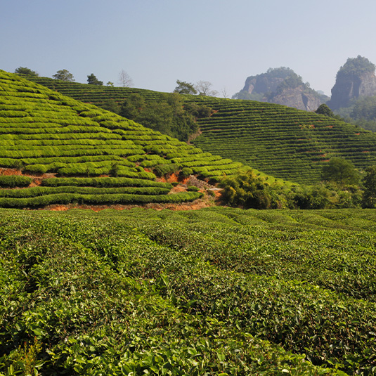 chinese tea plantation