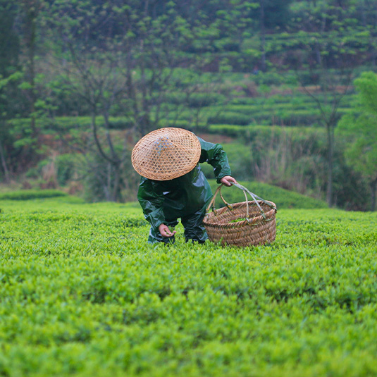 Chinese man harvesting