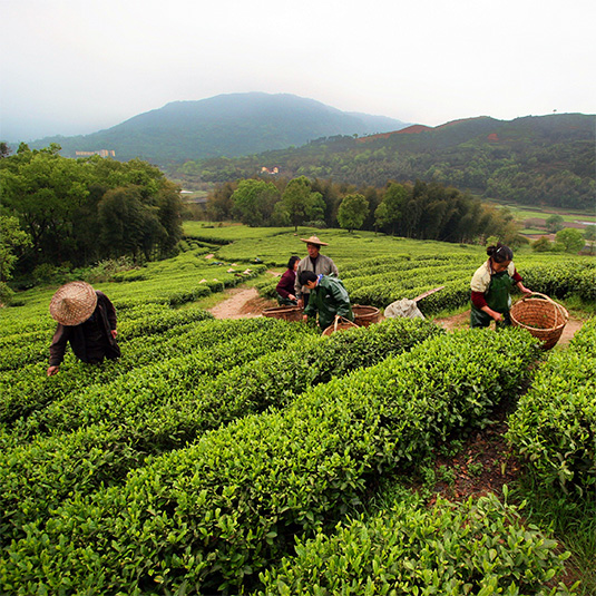 people harvesting tea