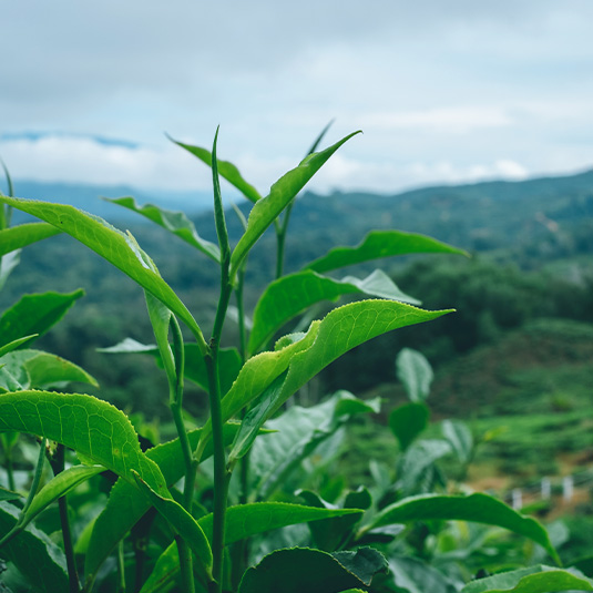 Tea leaves