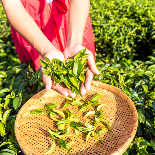 Person holding fresh tea leaves