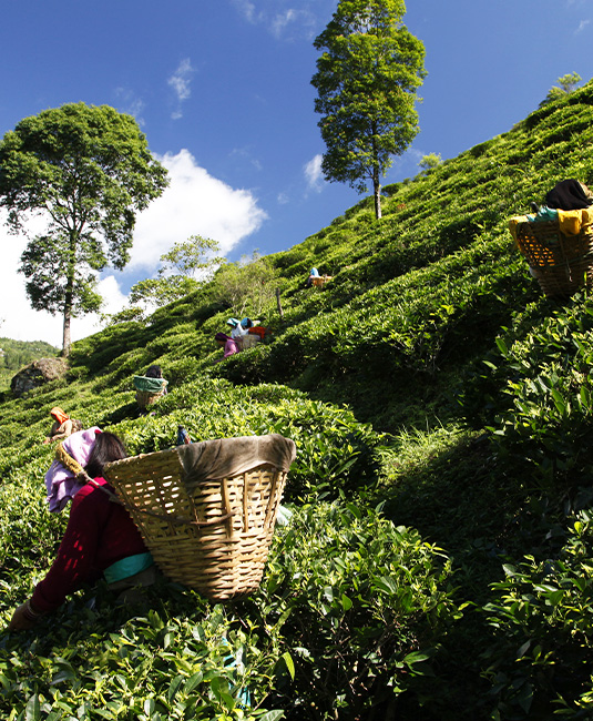 Indian women harvesting tea