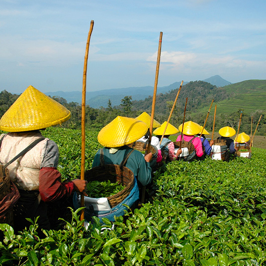 tea plantations