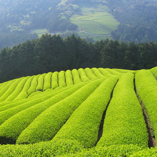 tea plantation in Nepalese mountain