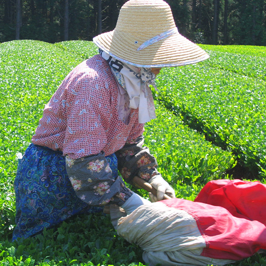 a woman harvesting tea