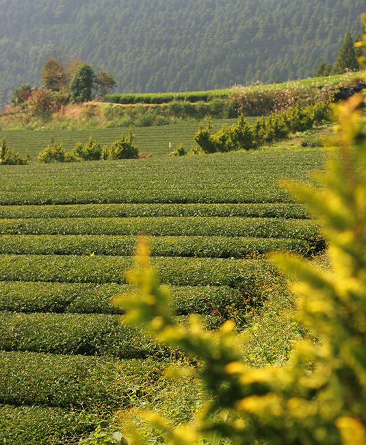 Tea plantation