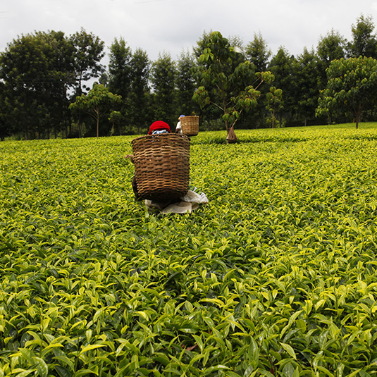 tea harvest in Kenya