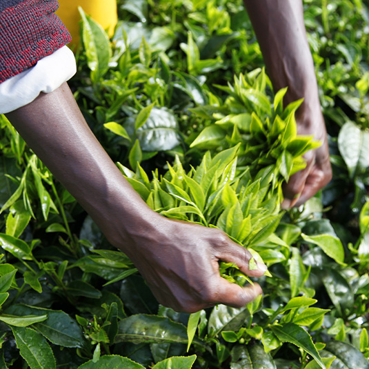 A man is harvesting tea