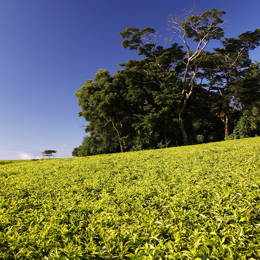 tea plantation in Malawi