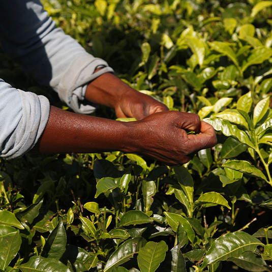 harvest in Malawi