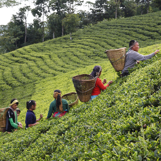 people harvesting teas