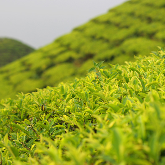 close up to tea plantation