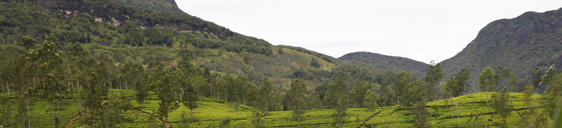 Sri Lankan teas'