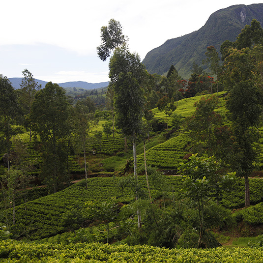 Tea cultivation in Sri Lanka