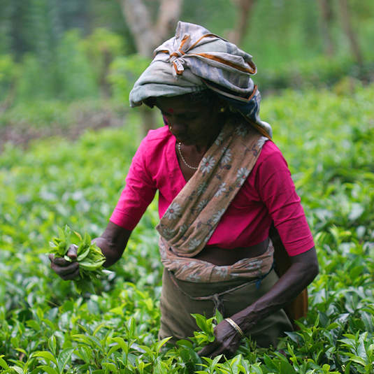 Sri lankan woman harvesting tea