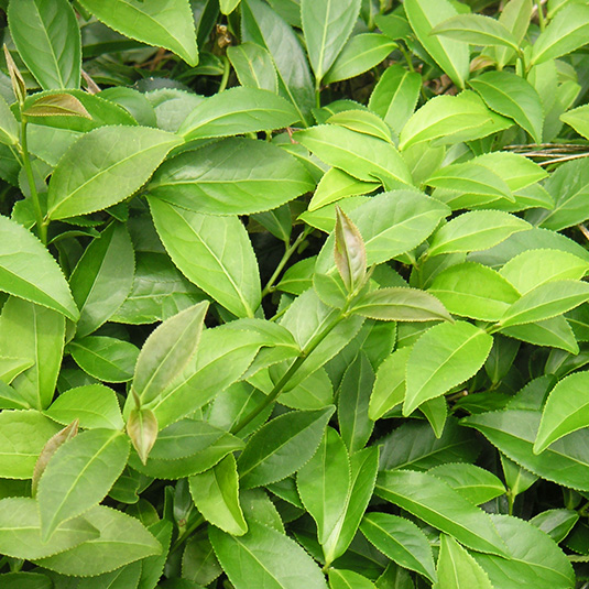 Picture of tea leaf
