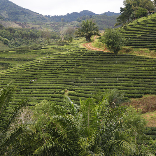 tea plantation in thailand