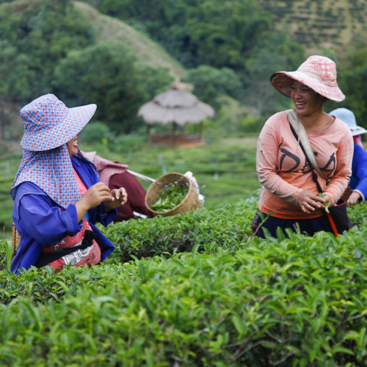 smiling woman harvesting in thailand