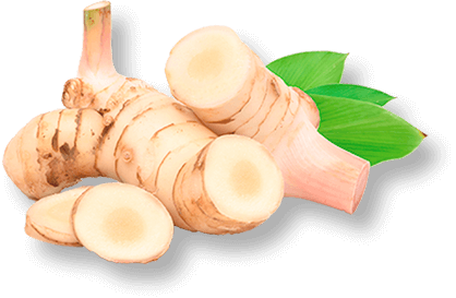 Galangal