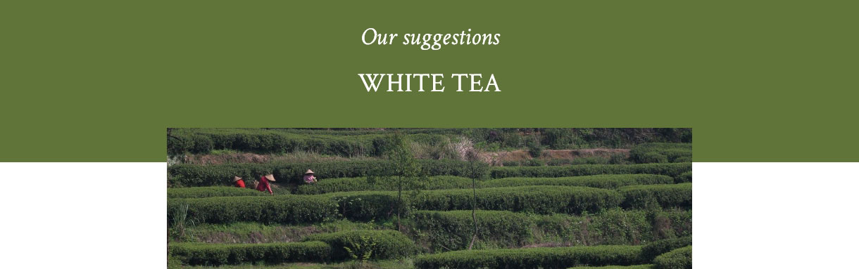 White Tea