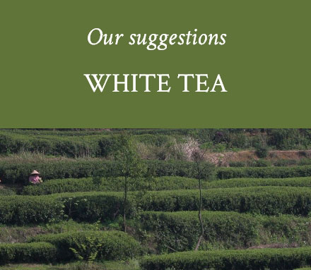 White Tea